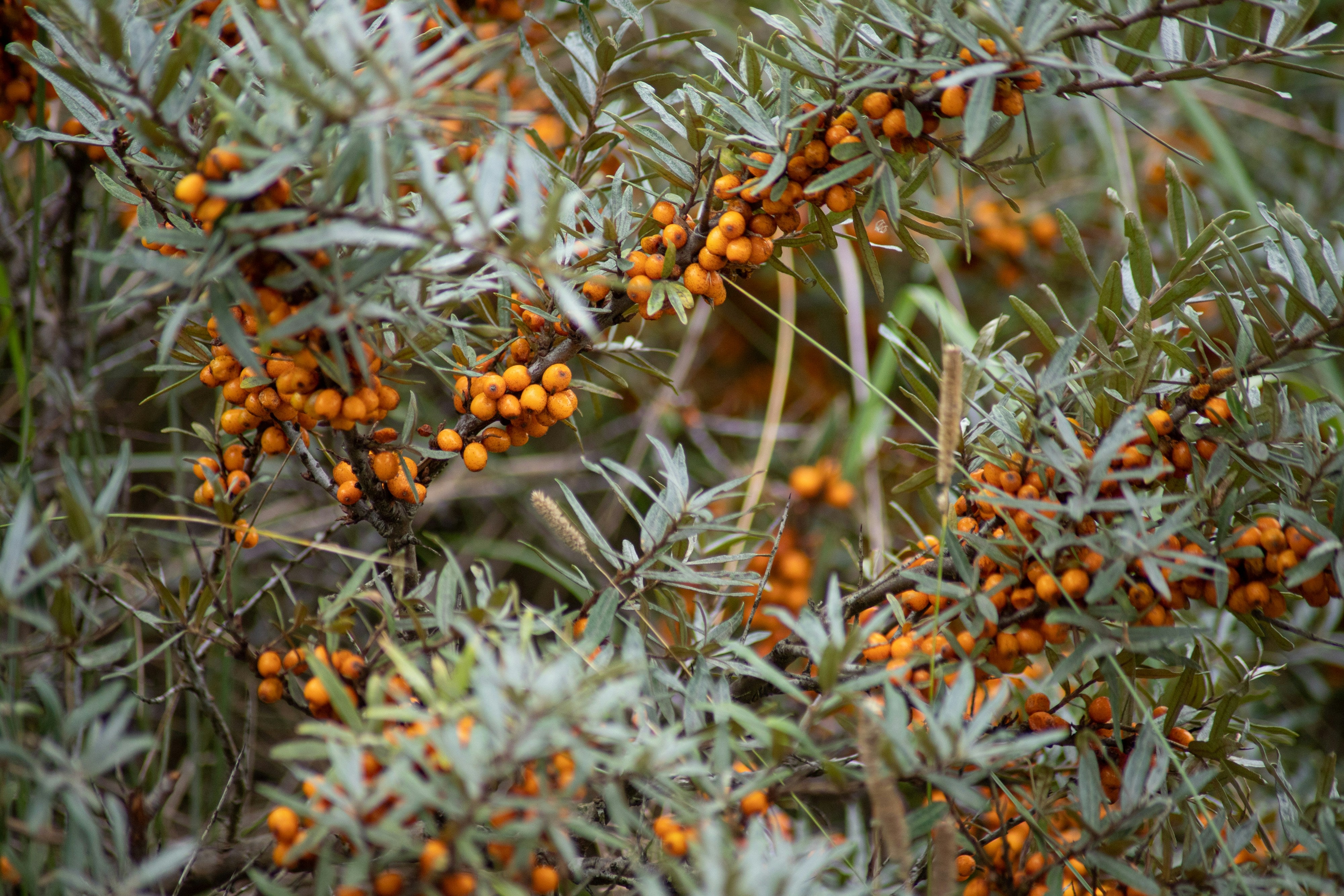 The Benefits of Sea Buckthorn Berry Oil for Skin